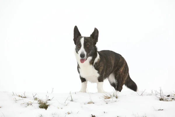 Ładny Walijski Kardigan Corgi Śniegu Zimą — Zdjęcie stockowe