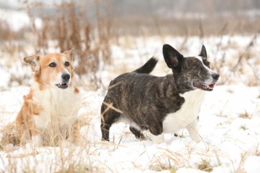 Bir grup Galli Corgi hırkası kışın birlikte.