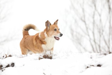 Kışın hareket eden güzel bir corgi hırkası.