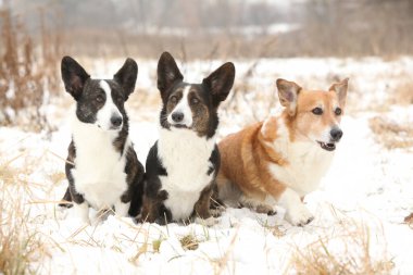 Bir grup Galli Corgi hırkası kışın birlikte.