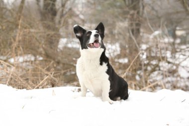 Kışın kar altında güzel bir corgi hırkası.