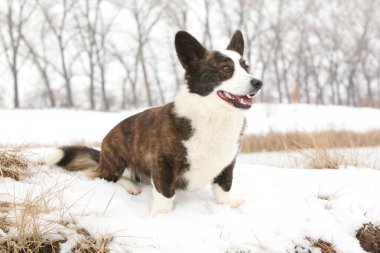 Kışın kar altında güzel bir corgi hırkası.