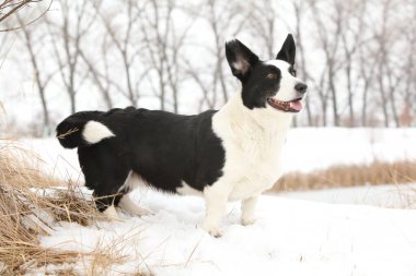 Kışın kar altında güzel bir corgi hırkası.