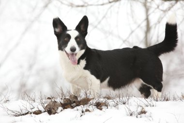Kışın kar altında güzel bir corgi hırkası.