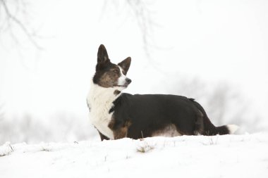 Kışın kar altında güzel bir corgi hırkası.