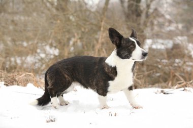 Kışın kar altında güzel bir corgi hırkası.