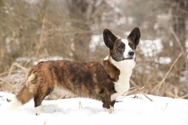 Kışın kar altında güzel bir corgi hırkası.