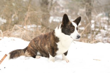 Kışın kar altında güzel bir corgi hırkası.