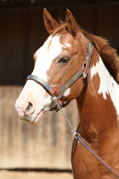 Portrét Úžasného Malířského Koně Před Stájí — Stock fotografie