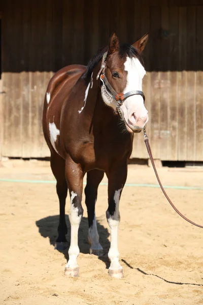 Portrét Úžasného Malířského Koně Před Stájí — Stock fotografie