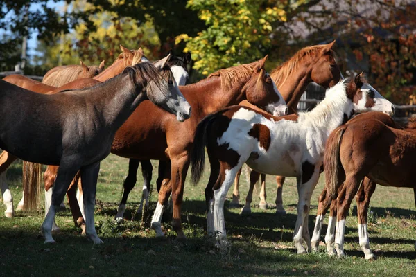 Grupo Cavalos Pintura Pasto Outono — Fotografia de Stock