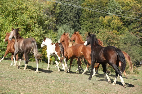 Grupo Jovens Cavalos Ocidentais Que Deslocam Pastagens — Fotografia de Stock