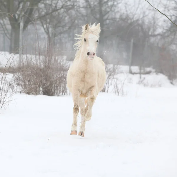 Bel Pony Che Corre Sulla Neve Inverno — Foto Stock