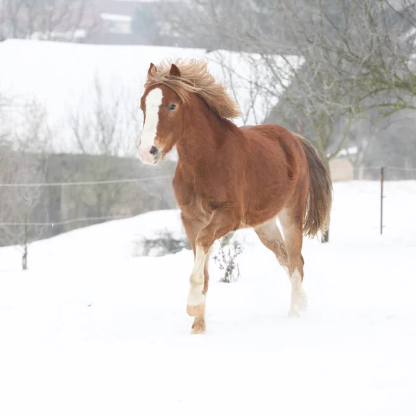 Nice Pony Running Snow Winter — Stock Photo, Image