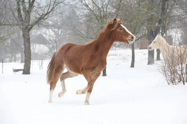 冬に雪の中を走るいいポニー — ストック写真