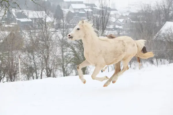 Bonito Pony Corriendo Nieve Invierno — Foto de Stock