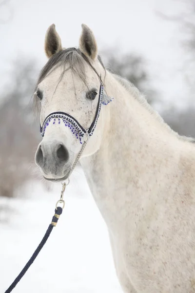 Amazing White Arabian Horse Blue Show Halter Winter — Stock Photo, Image