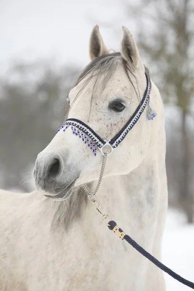Amazing white arabian horse with blue show halter in winter