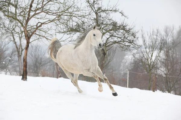 Bom Garanhão Árabe Branco Correndo Inverno — Fotografia de Stock