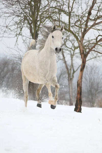 Bom Garanhão Árabe Branco Correndo Inverno — Fotografia de Stock
