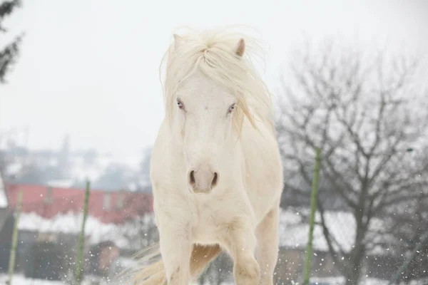 Schönes Pony Läuft Winter Schnee — Stockfoto