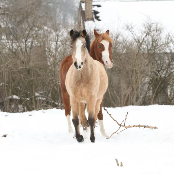 Dois Cavalos Que Movem Conjunto Pastagem Inverno — Fotografia de Stock