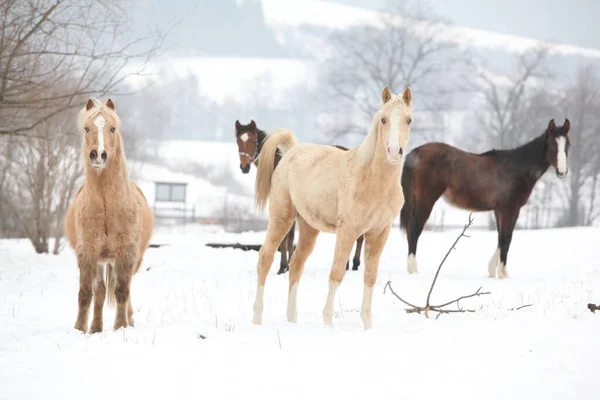 Stapel Pferde Die Dich Winter Anschauen — Stockfoto