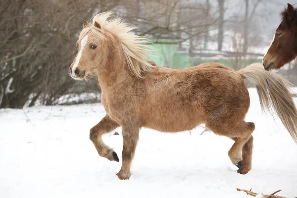 Bonito Pony Corriendo Nieve Invierno —  Fotos de Stock