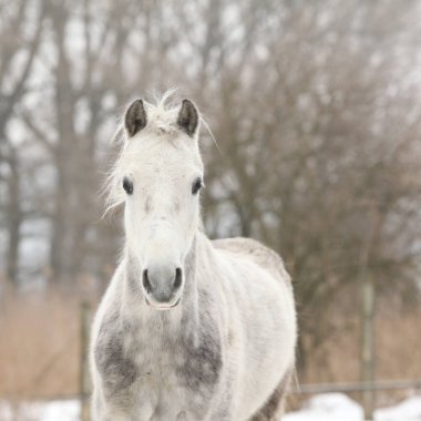 Güzel midillinin portresi kışın sana bakıyor.