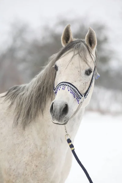 Amazing white arabian horse with blue show halter in winter