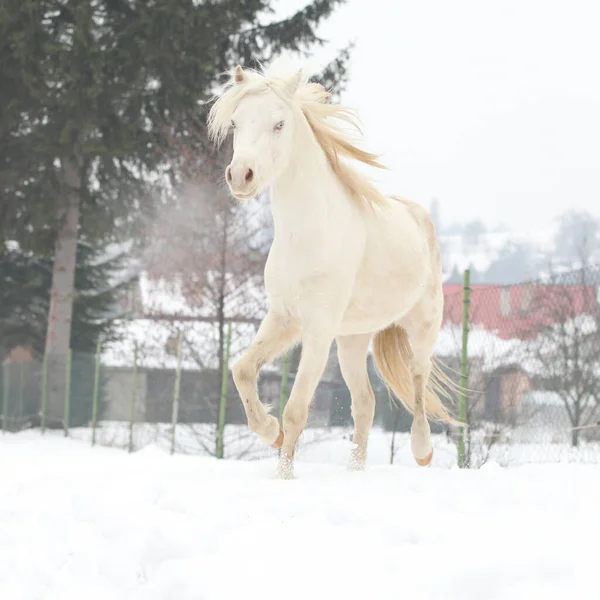 Fajny Kucyk Biegający Śniegu Zimą — Zdjęcie stockowe