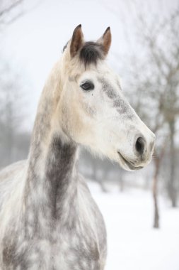 İnanılmaz beyaz at kışın sana bakıyor.