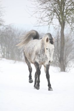 İnanılmaz beyaz at kışın karda hareket ediyor.