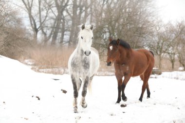 Kışın birlikte hareket eden iki güzel at.