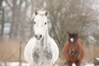 Kışın birlikte hareket eden iki güzel at.