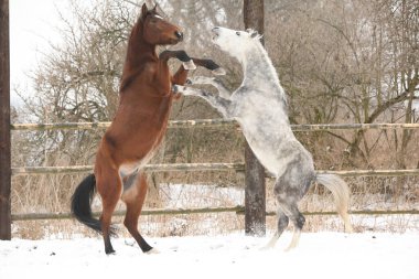 İki at, kahverengi ve beyaz, kışın birlikte oynuyorlar.