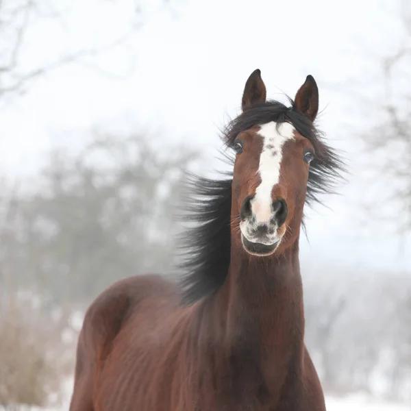 Amazing brown horse looking at you in winter
