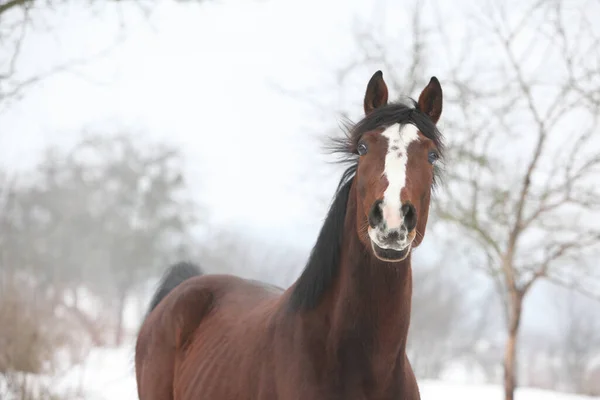 Amazing brown horse looking at you in winter
