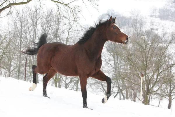 Amazing brown horse moving in the snow in winter