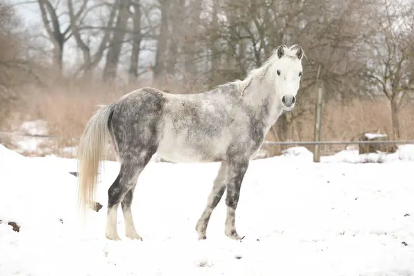 Portrait Beautiful Pony Looking You Winter — Stock Photo, Image