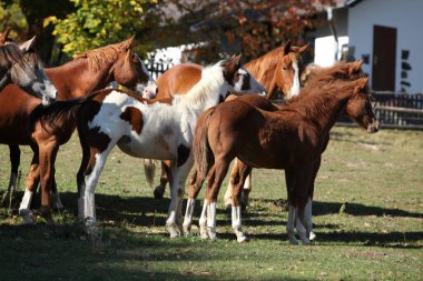 Sonbaharda otlakta bir grup boyalı at