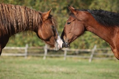 Sonbaharda otlakta inanılmaz batılı atlar