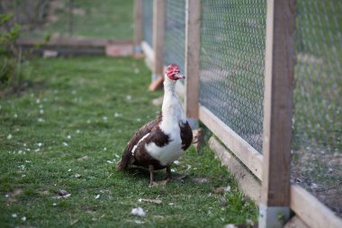 Permakültür bahçesinde Moskovalı ördek adam, sana bakıyor.