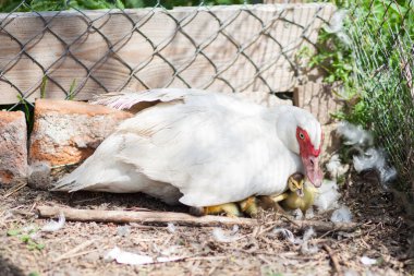 Bir günlük ördek yavrusuyla ördek yavrusu, onları koruyor.