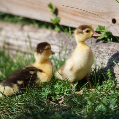 Bahar bahçesinde ördek yavruları, size bakıyorum.