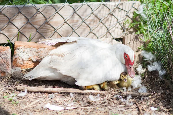 Bir günlük ördek yavrusuyla ördek yavrusu, onları koruyor.