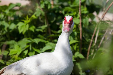 Bahar ayında, permakültür bahçesinde, ördek dişisi.