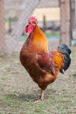 New Hampshire Red 'in muhteşem horozu geleneksel çiftlik bahçesinde, permakültür bahçesinde