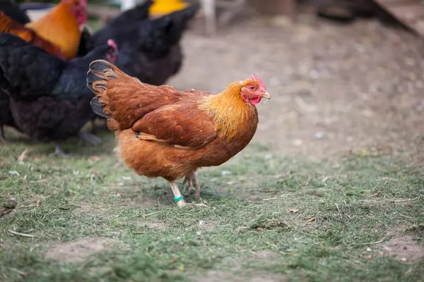 New Hampshire Red chicken on tradinional rural barnyard, in permaculture garden — Stock Image New Hampshire Red Chicken Tradinional Rural Barnyard Permaculture Garden Stock Photo