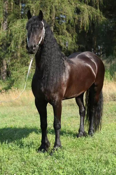 Uzun yeleli, beyaz dizginli muhteşem bir kısrak.